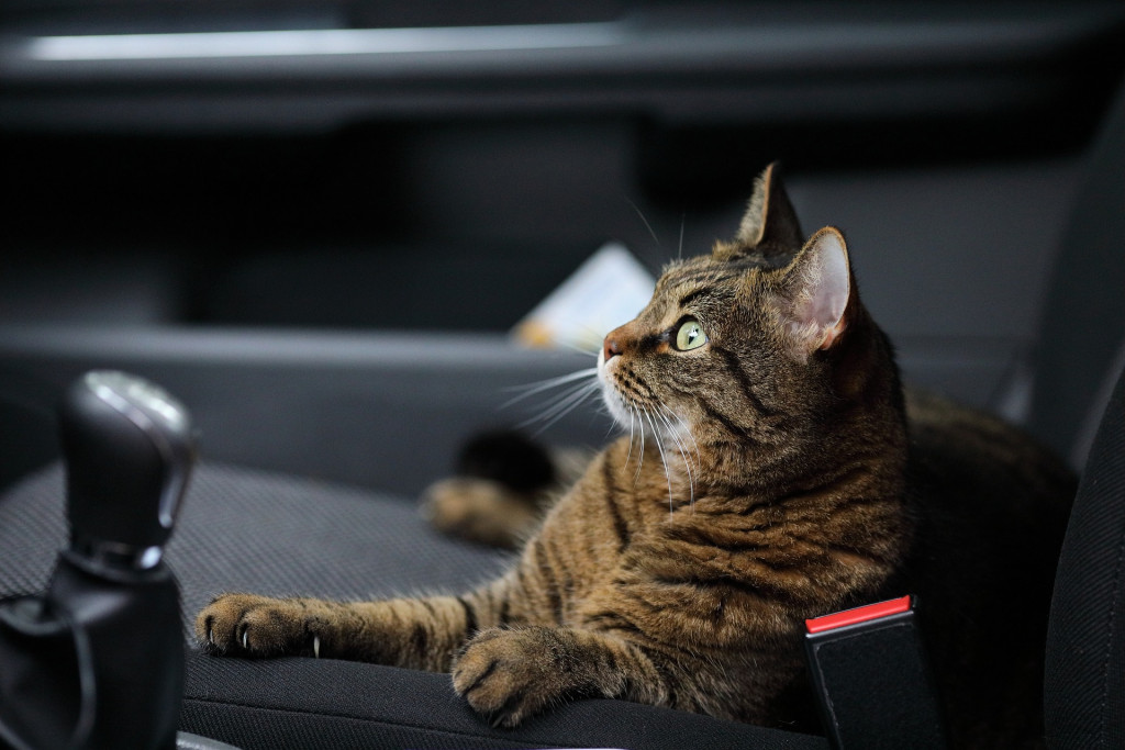 Cat in Car